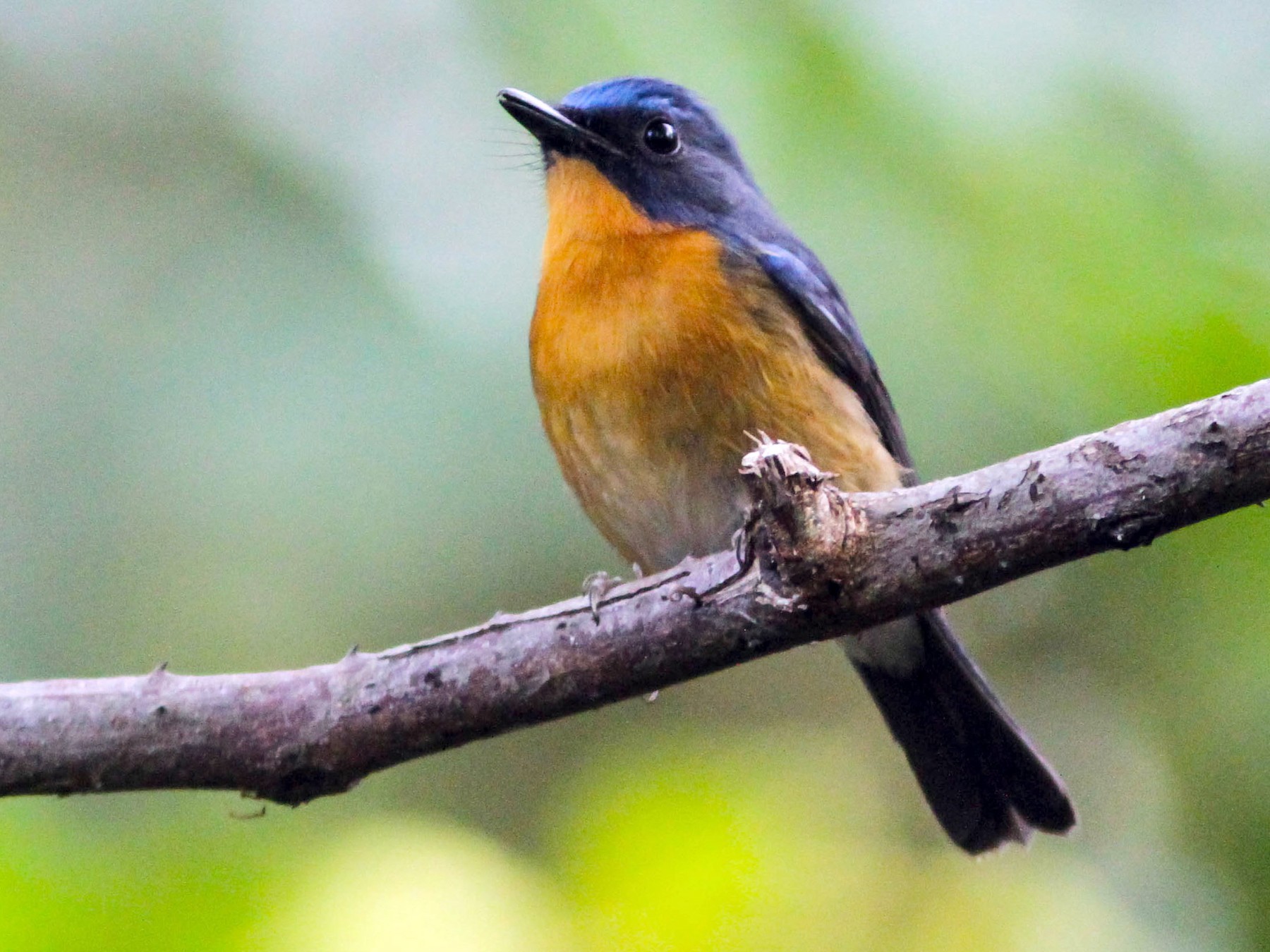 Hill Blue Flycatcher - Paul Hyde