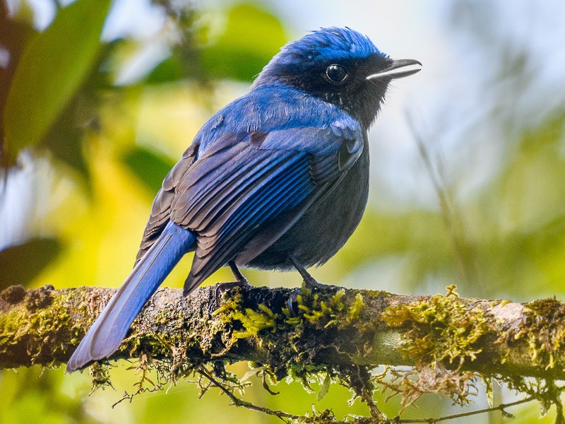 Large Niltava - eBird