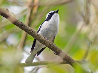 脚付きシエッポ　FLYCATCHER w.foot SIEPPO Willow Flycatcher (Northwestern) - eBird