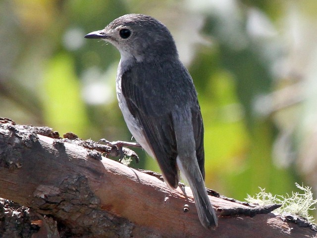Photos - Little Pied Flycatcher - Ficedula westermanni - Birds of