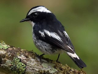 Little Pied Flycatcher - eBird
