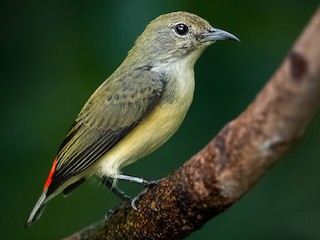 セアカハナドリ - eBird