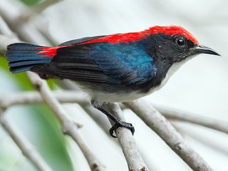  - Scarlet-backed Flowerpecker