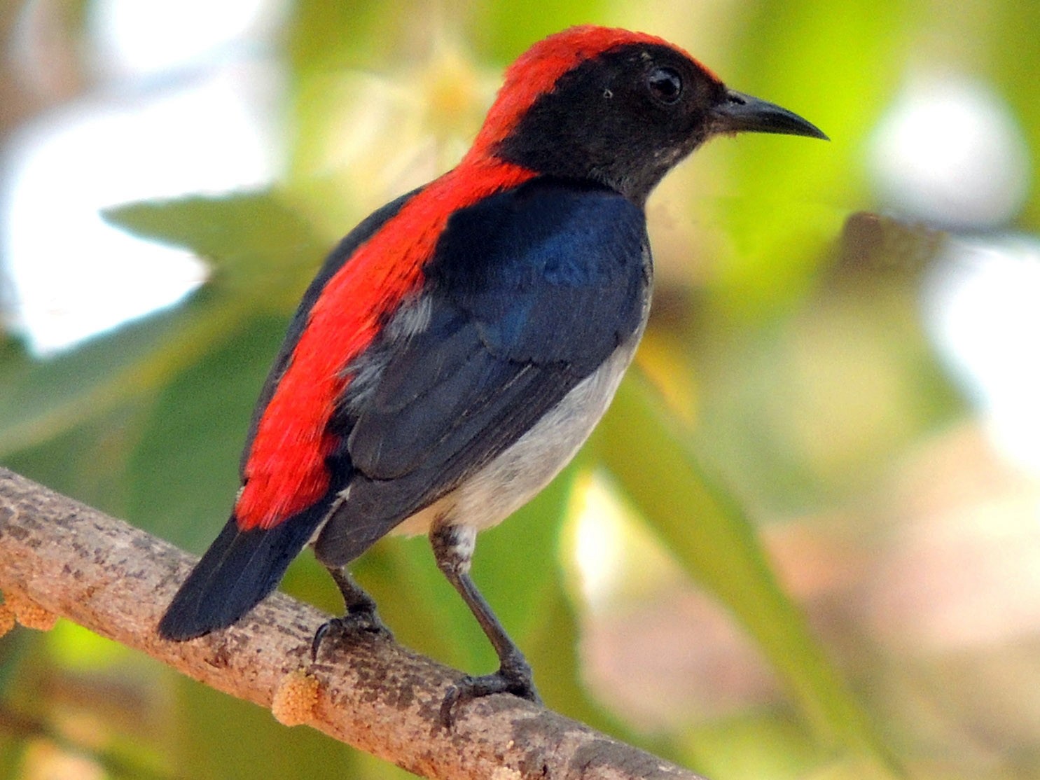Scarlet-backed Flowerpecker - John Sandve