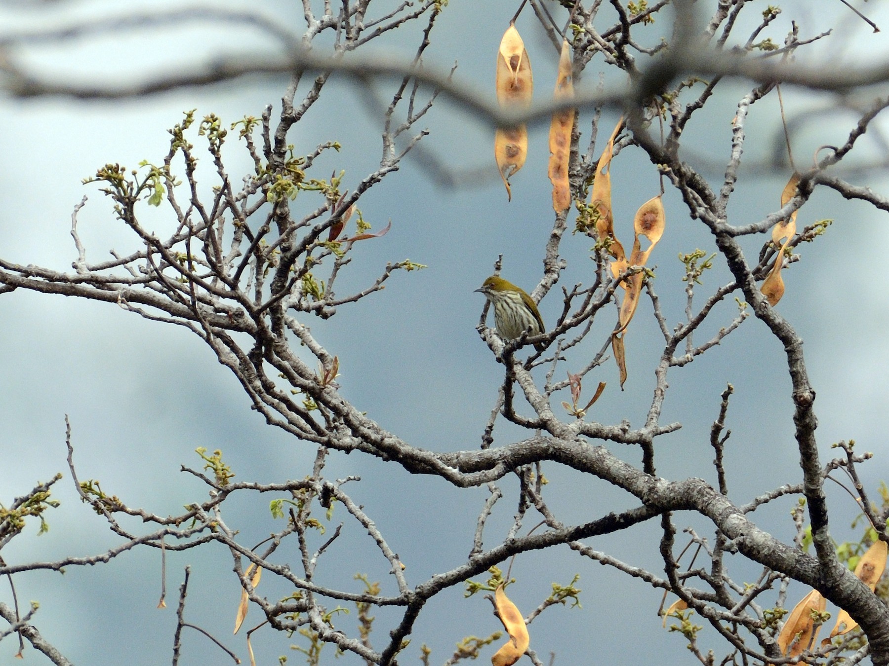 Yellow-vented Flowerpecker - Arup Banerjee