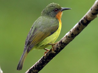 Female - ML187565031