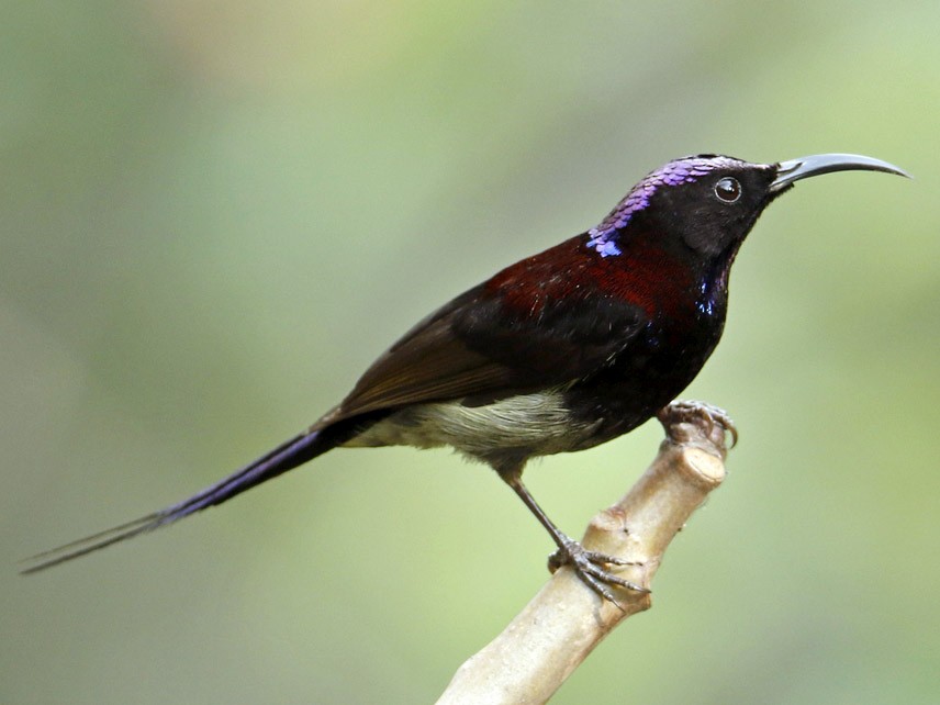 Black-throated Sunbird - Subhadra Devi