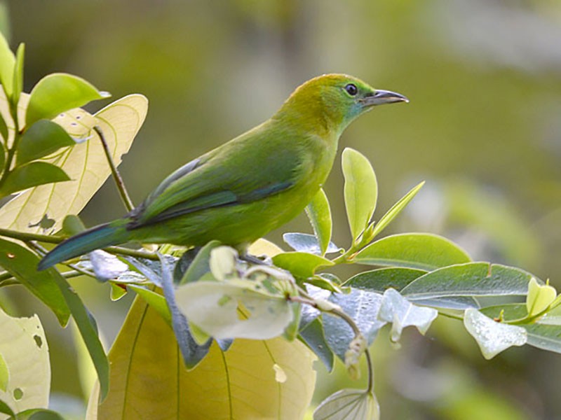 Blue-winged Leafbird - Choy Wai Mun
