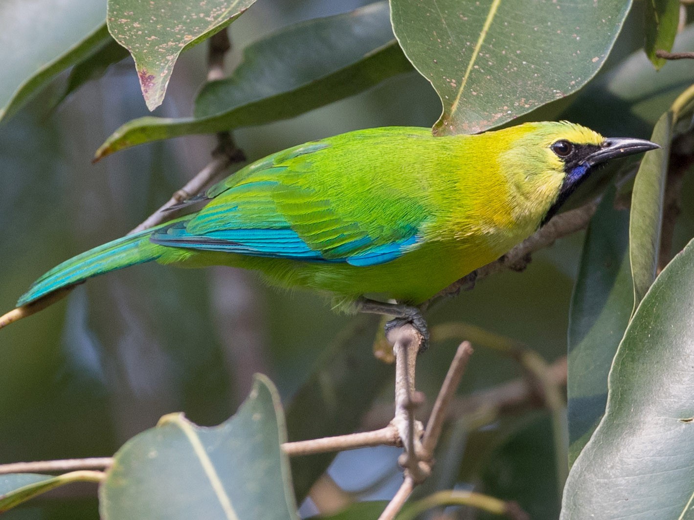 Blue-winged Leafbird - Ian Davies