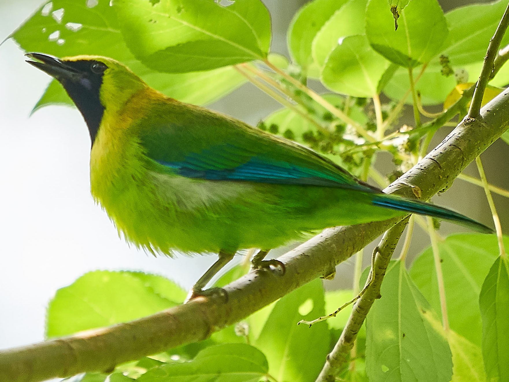 Blue-winged Leafbird - Steven Cheong