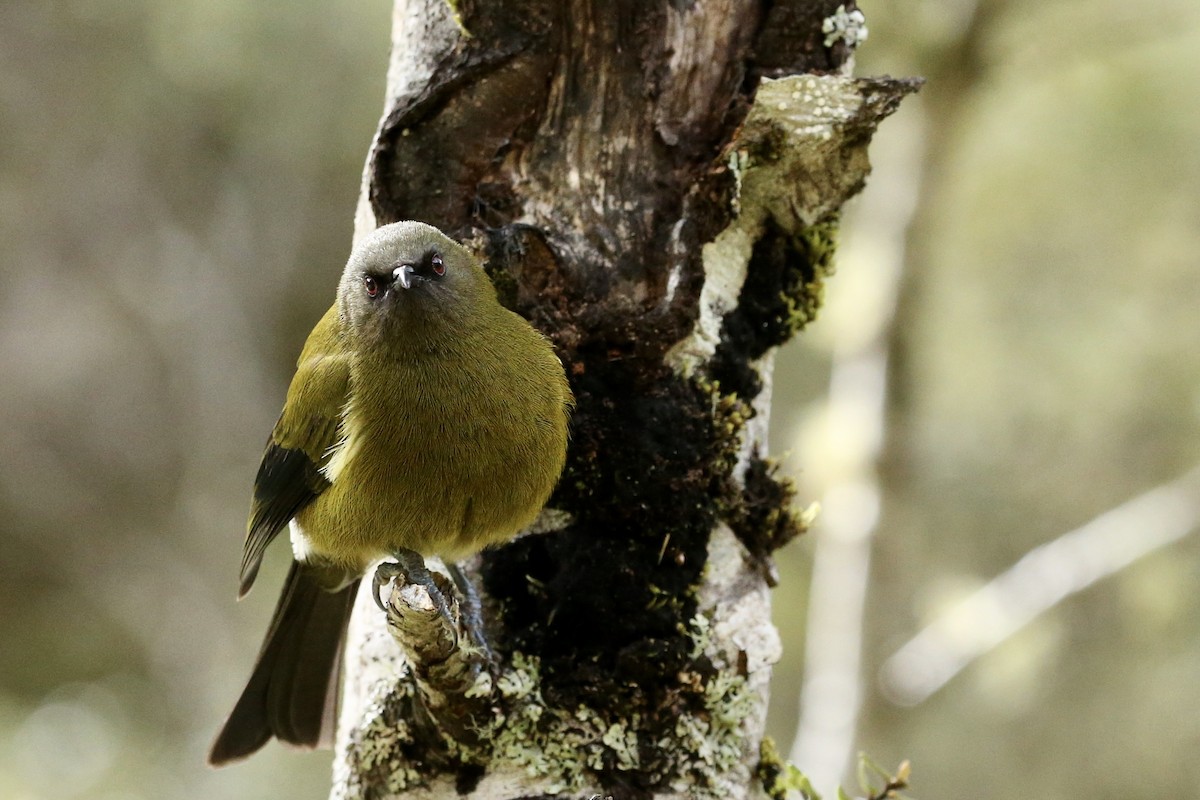 New Zealand Bellbird - parrish evans