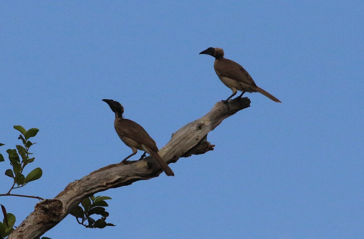 Silver-crowned Friarbird - ML187567371