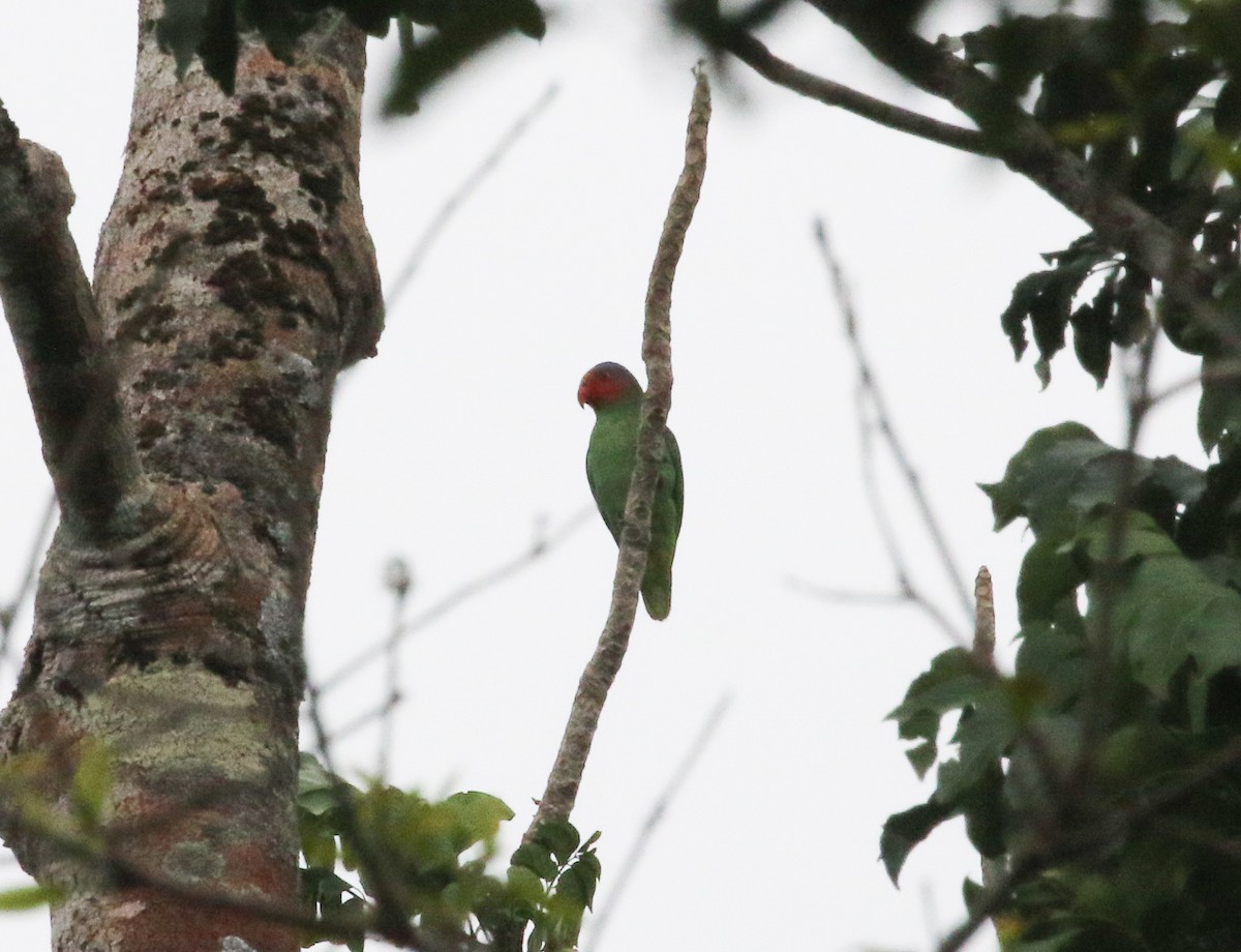 Red-cheeked Parrot - ML187567601