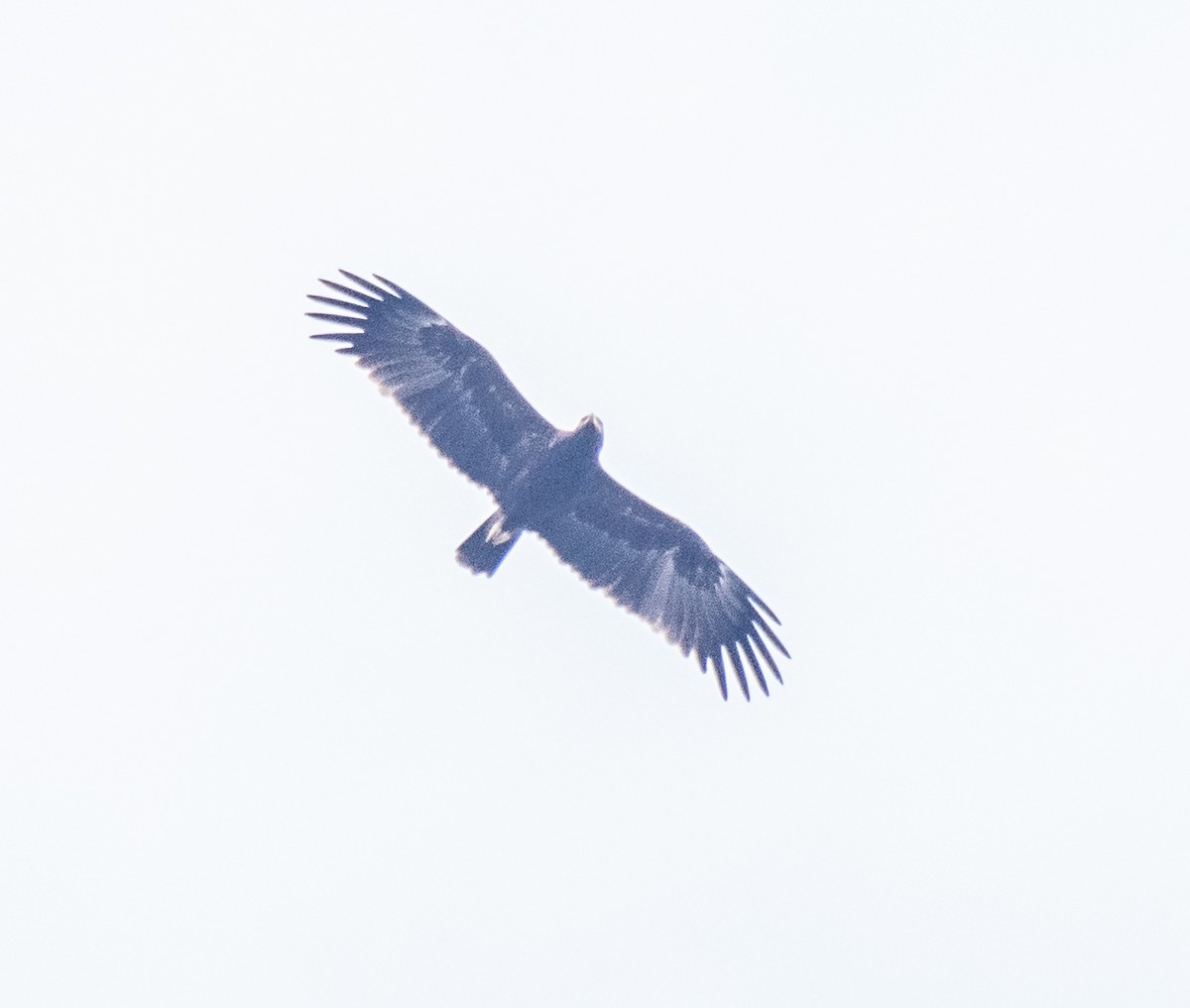 Greater Spotted Eagle - ML187569821