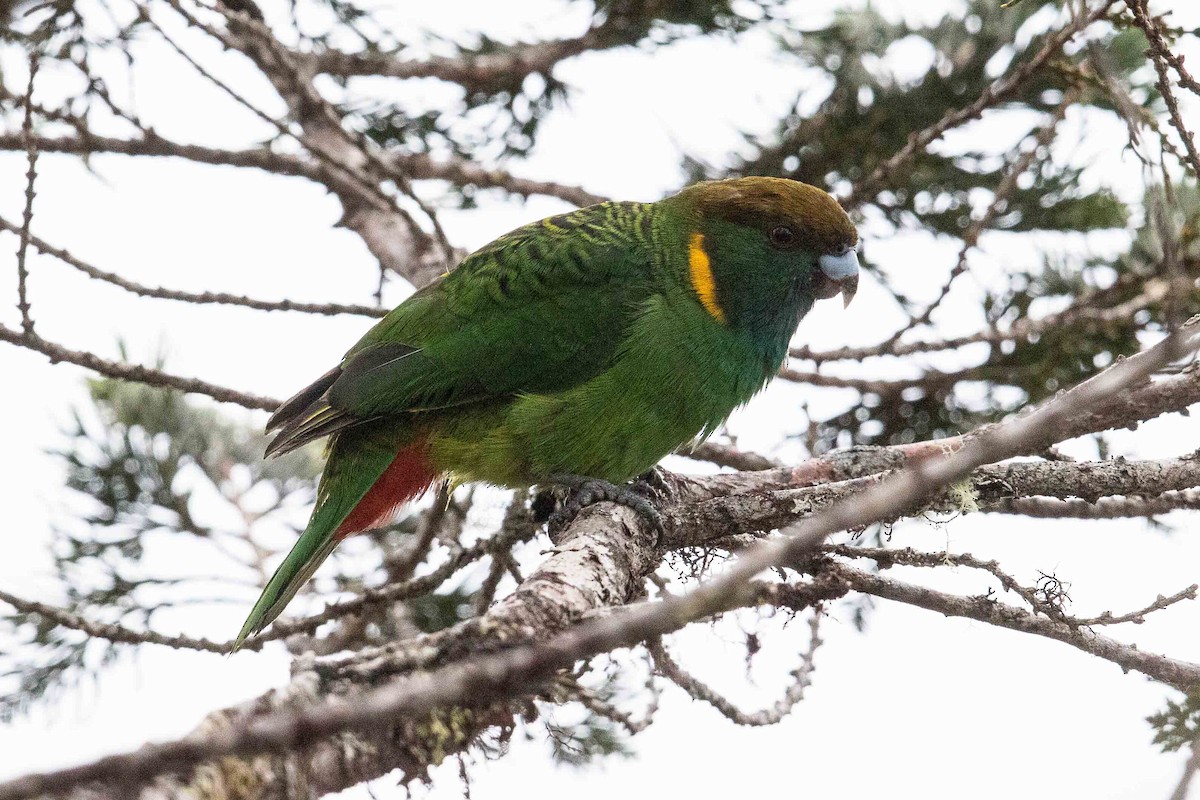 Painted Tiger-Parrot - ML187572421