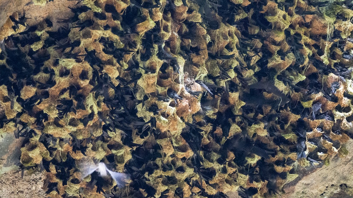 Salangana Polinesia - ML187573641