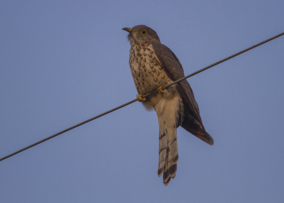 Common Hawk-Cuckoo - Ronith Urs