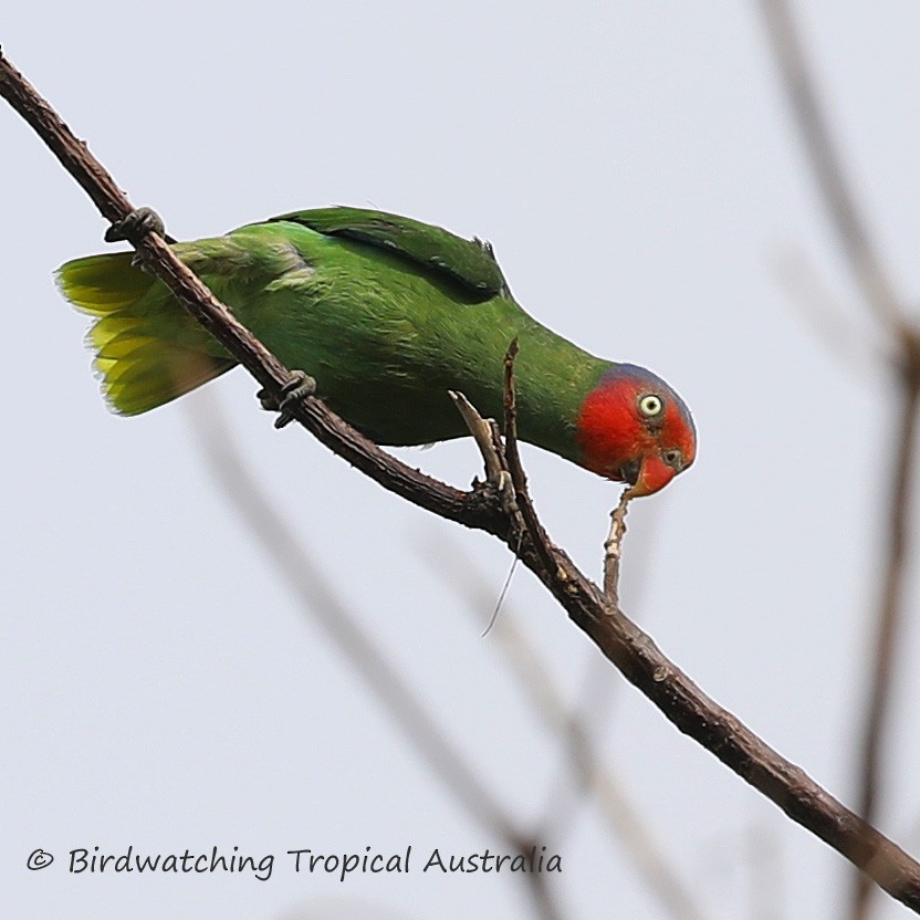 Red-cheeked Parrot - ML187575681