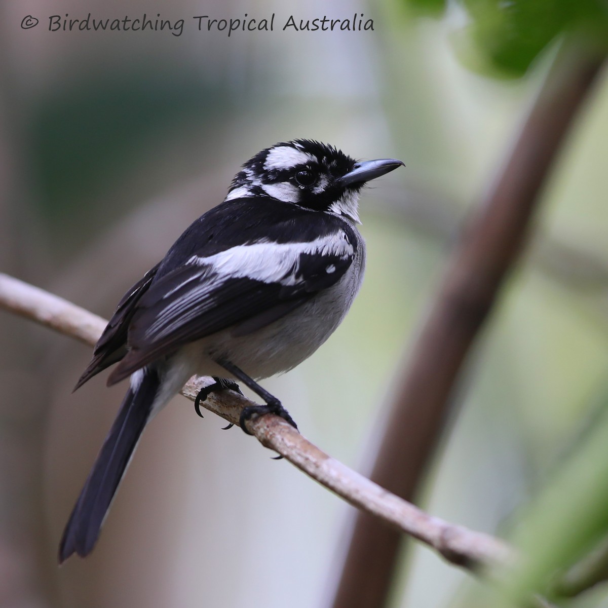 White-eared Monarch - Doug Herrington || Birdwatching Tropical Australia Tours