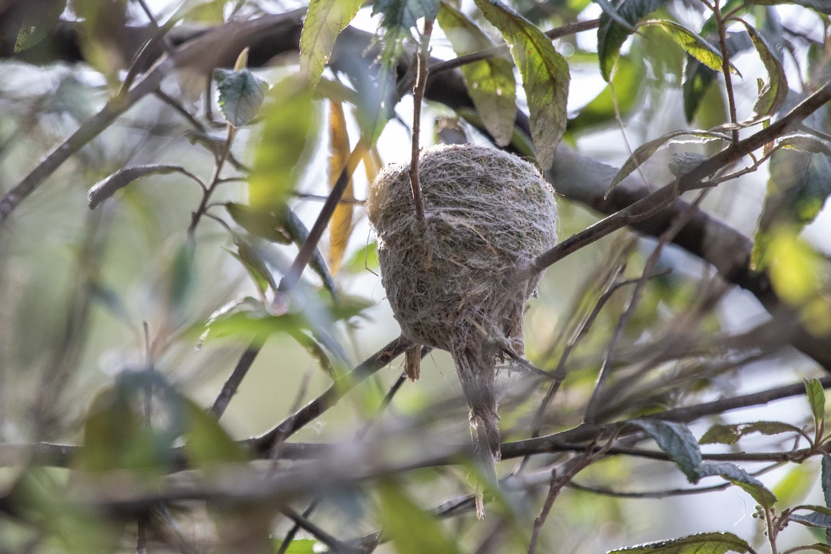 Gray Fantail (albiscapa) - Ramit Singal