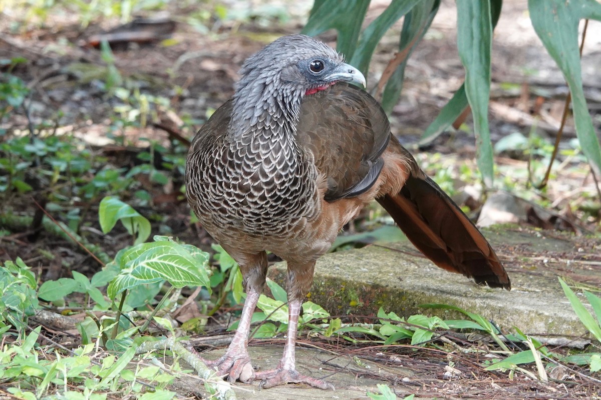 Colombian Chachalaca - Kathryn Young