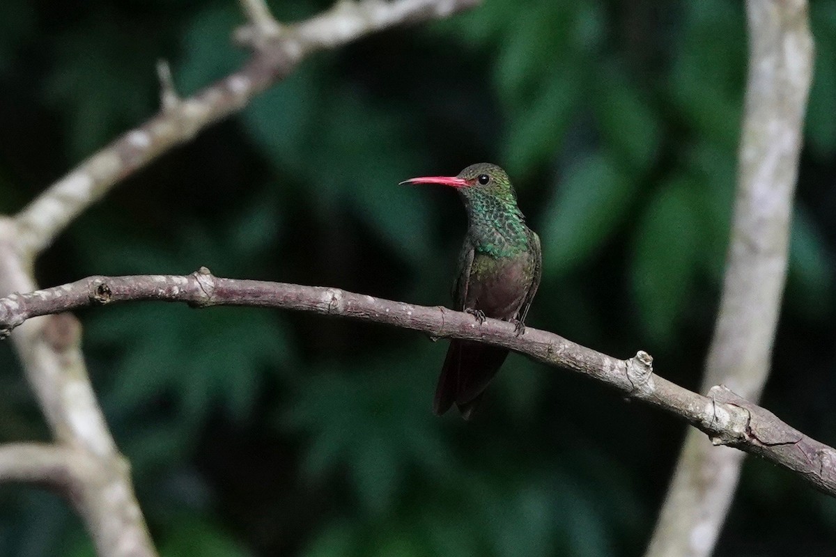 Rufous-tailed Hummingbird - Kathryn Young