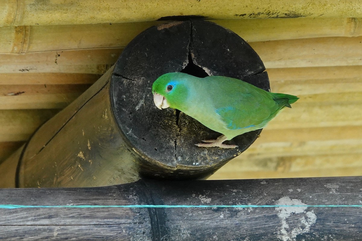 Spectacled Parrotlet - ML187577641