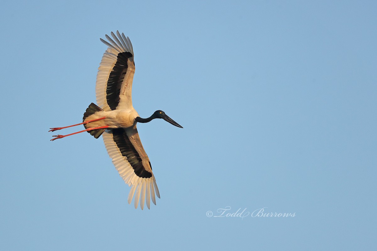 Black-necked Stork - ML187577951