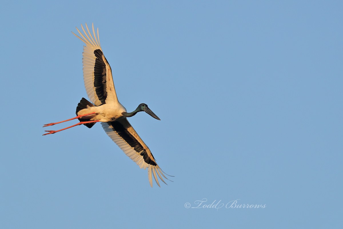 Black-necked Stork - ML187578101