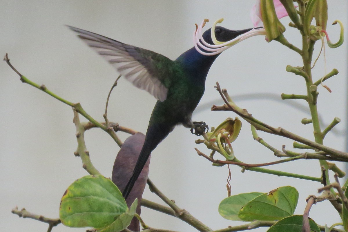 Swallow-tailed Hummingbird - ML187578781