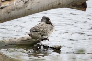 Freckled Duck, ML187579901