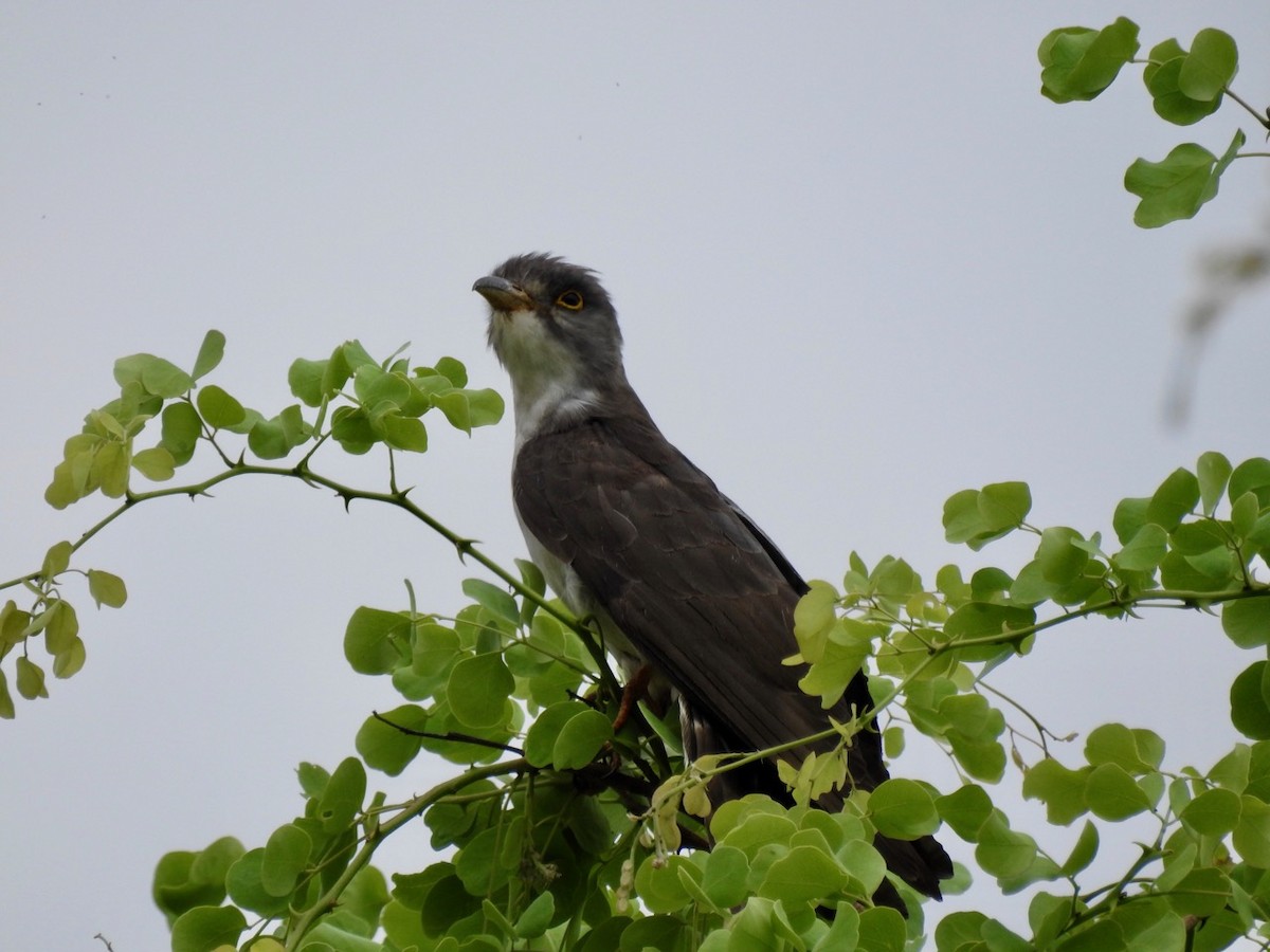 Thick-billed Cuckoo (African) - ML187580041