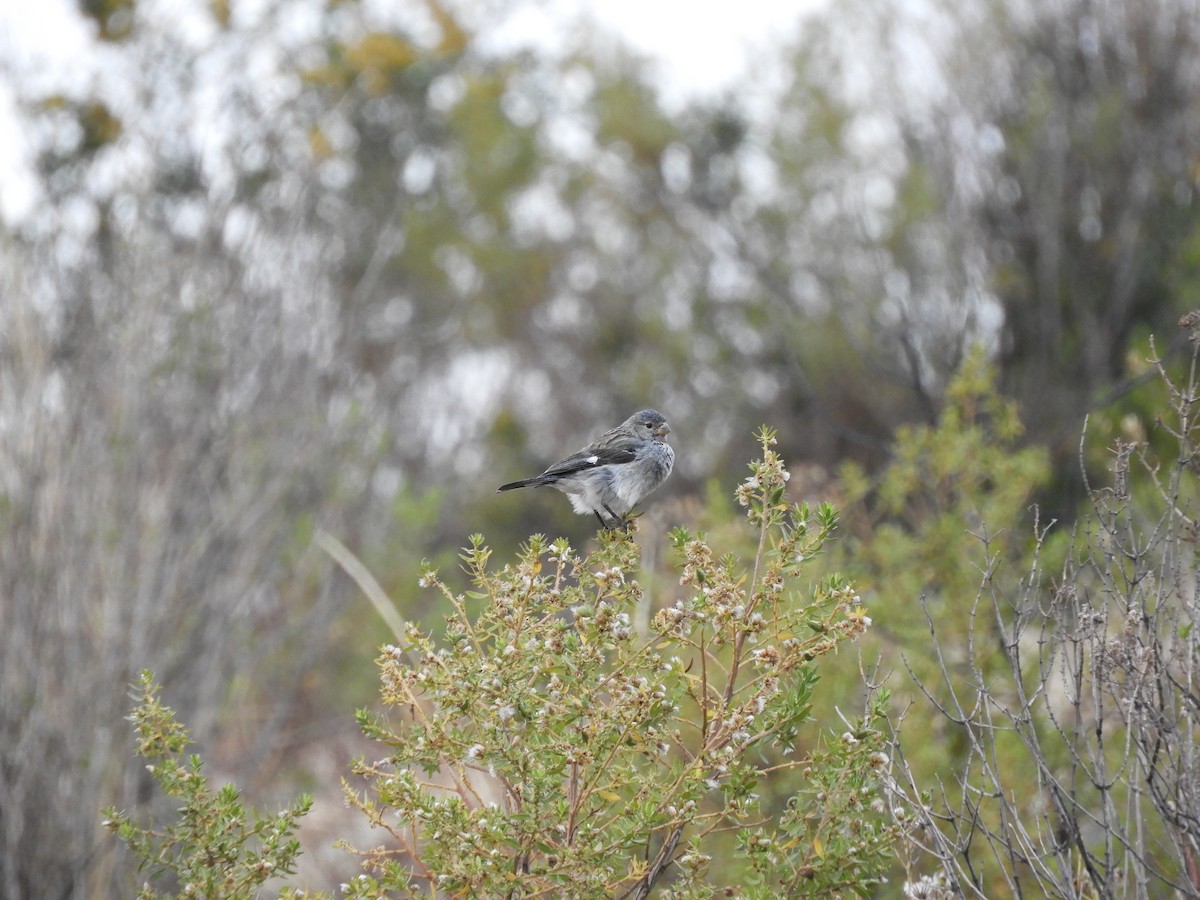 Band-tailed Seedeater - Tomas  Calahuma