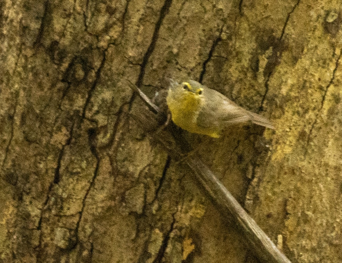 Sulphur-bellied Warbler - ML187592351