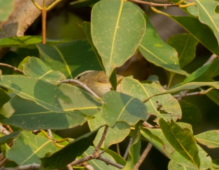 Hume's Warbler - ML187592701