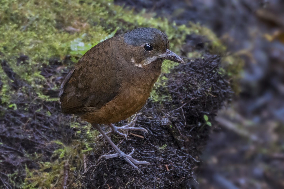 Moustached Antpitta - ML187592811