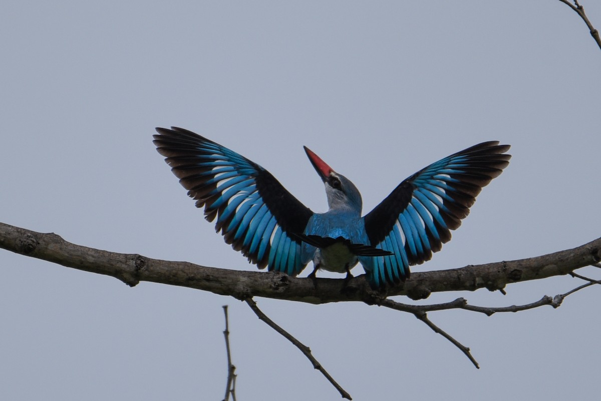 Woodland Kingfisher - Maryse Neukomm