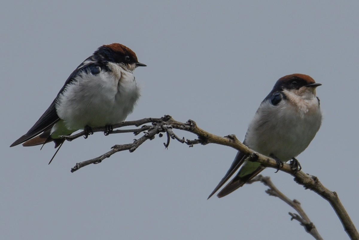 Wire-tailed Swallow - Maryse Neukomm