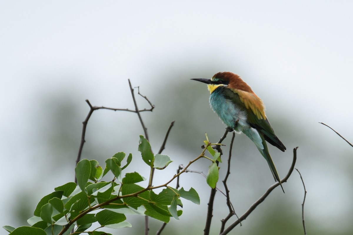 European Bee-eater - Maryse Neukomm