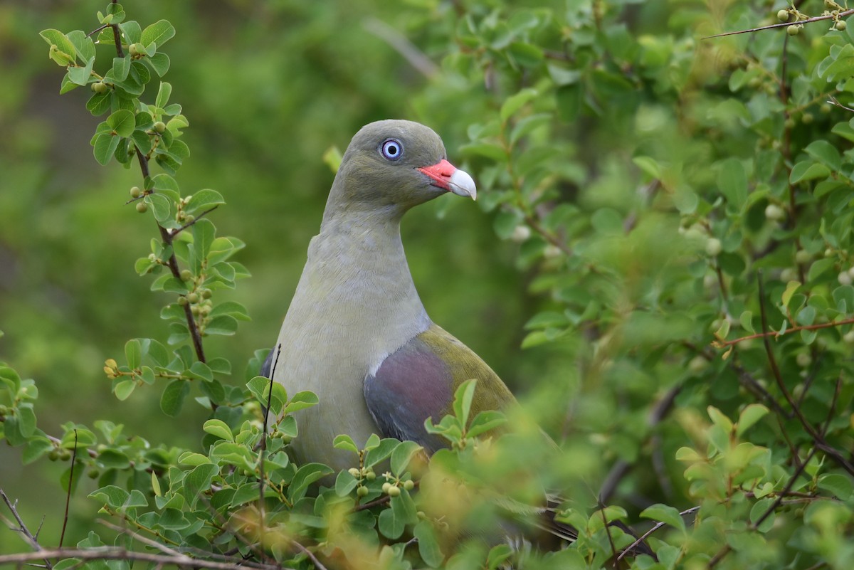 African Green-Pigeon - ML187594031