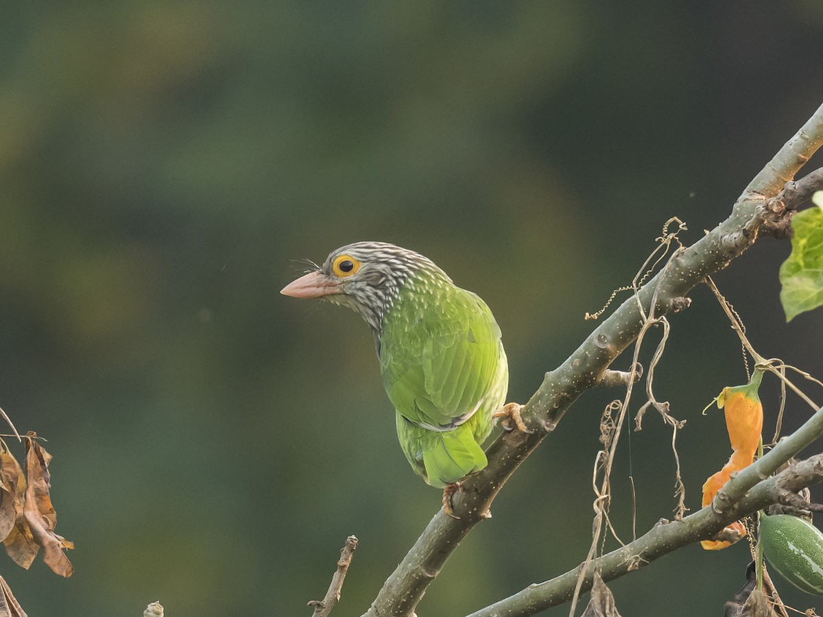 Lineated Barbet - ML187594671