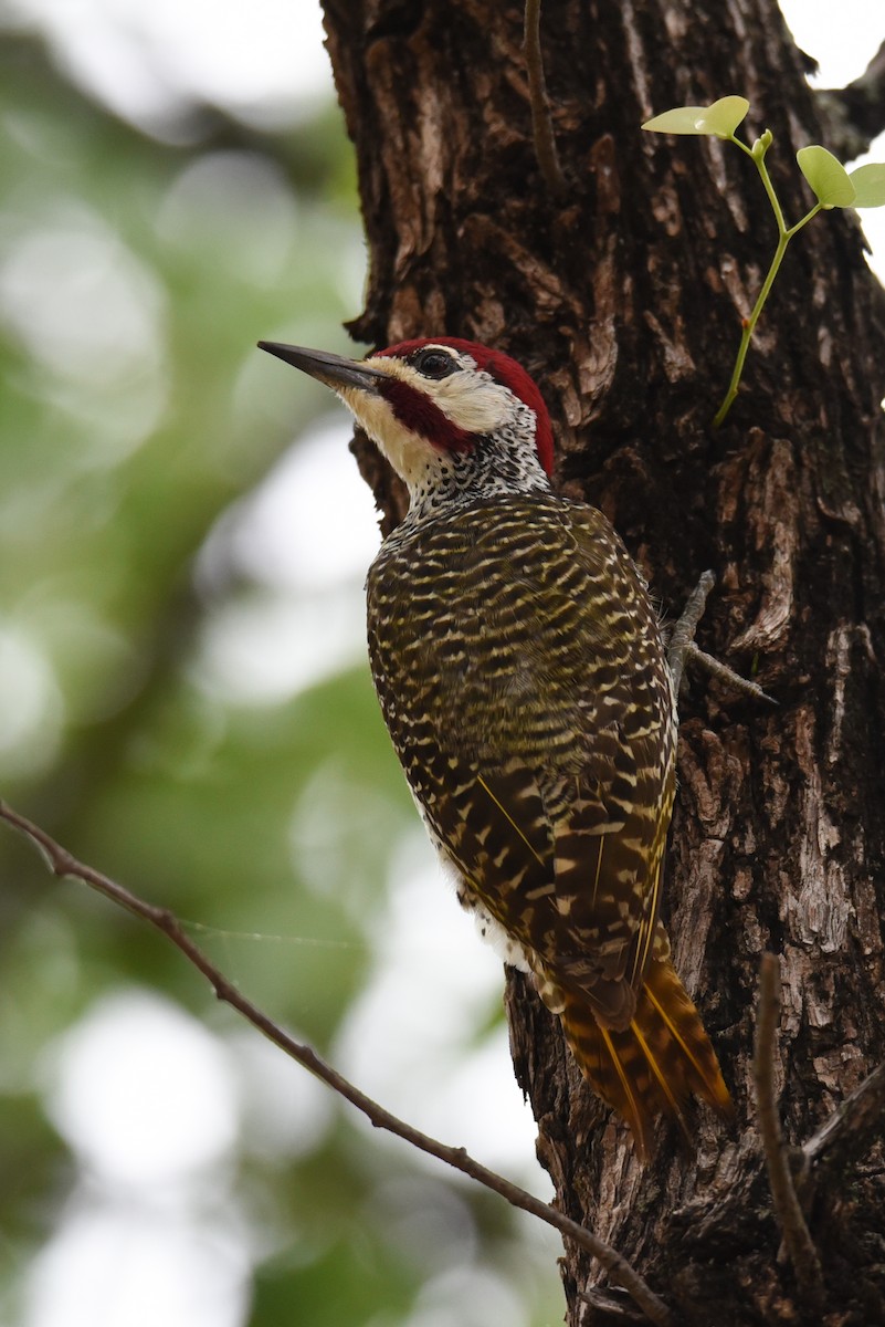Bennett's Woodpecker - ML187595751