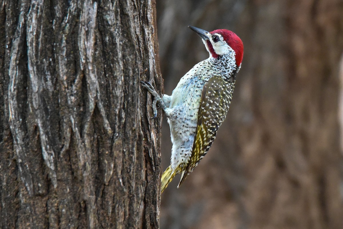 Bennett's Woodpecker - ML187595871