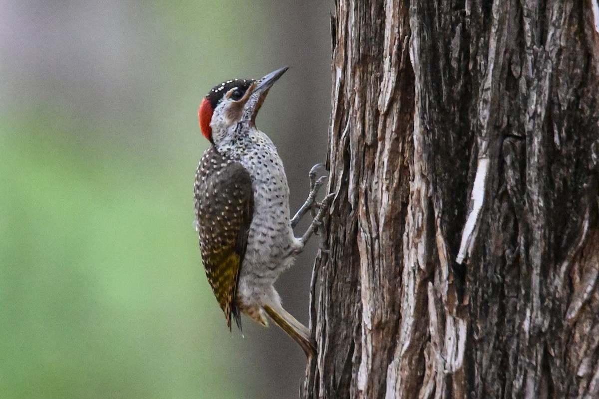 Bennett's Woodpecker - ML187595931