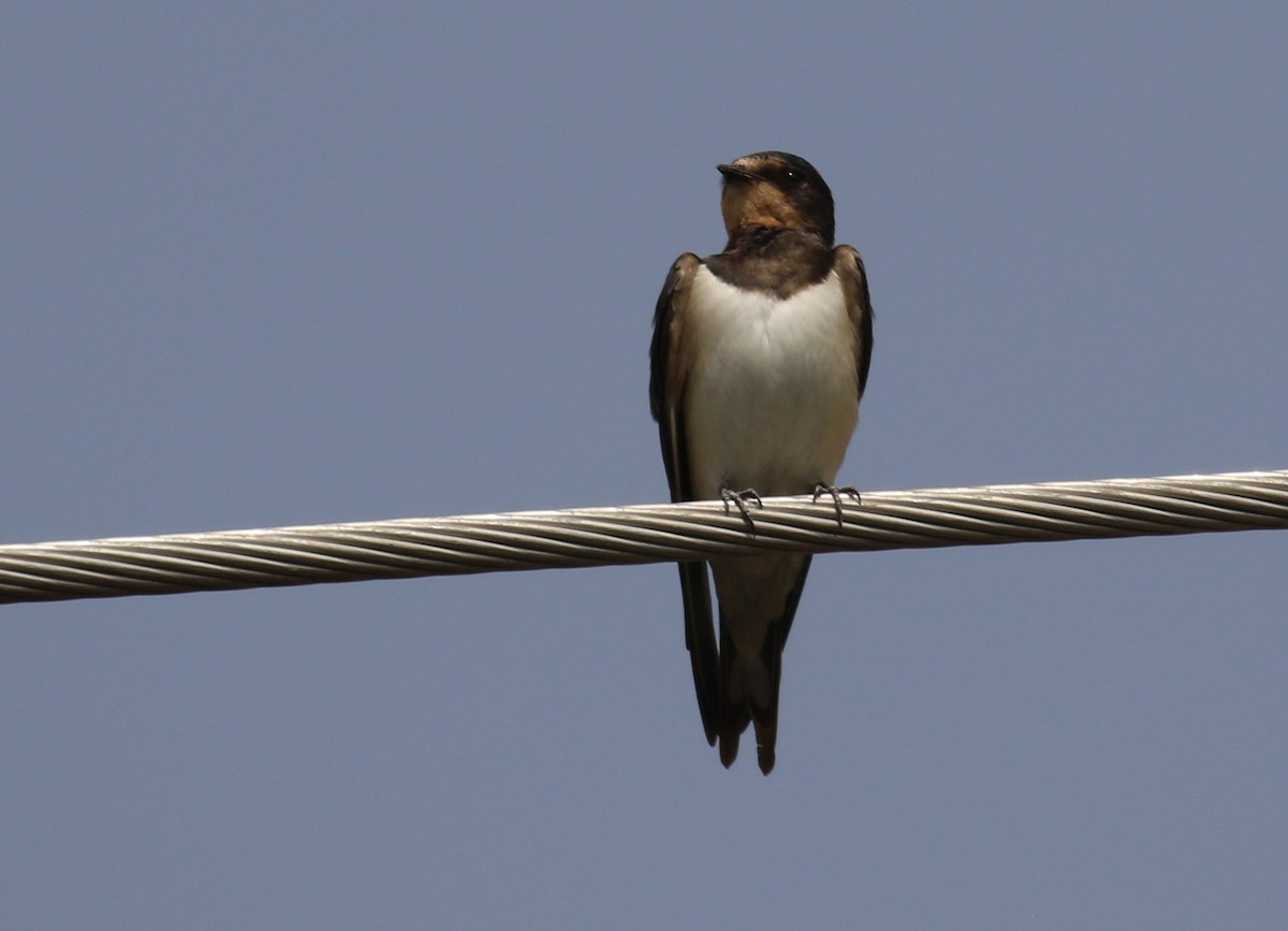 Red-chested Swallow - ML187596041