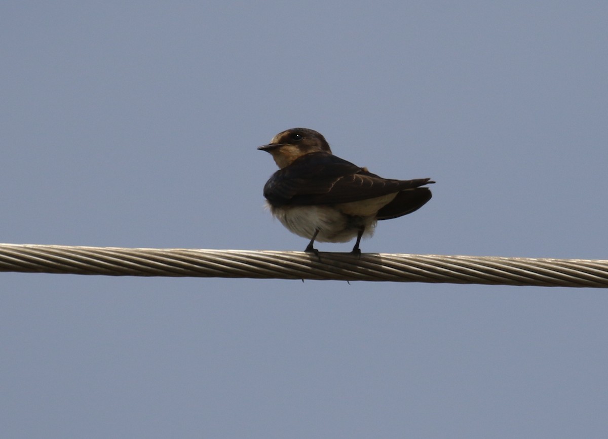 Red-chested Swallow - ML187596051