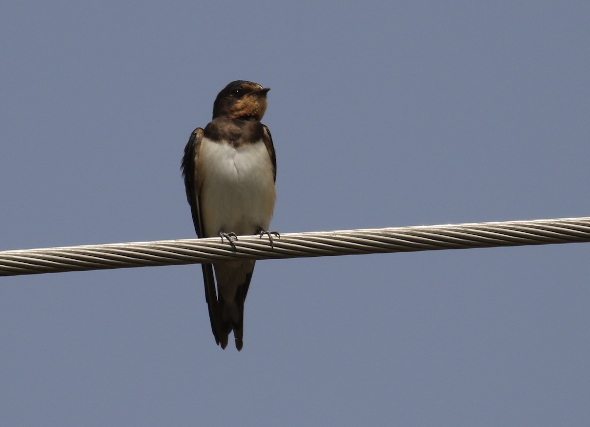 Red-chested Swallow - ML187596061