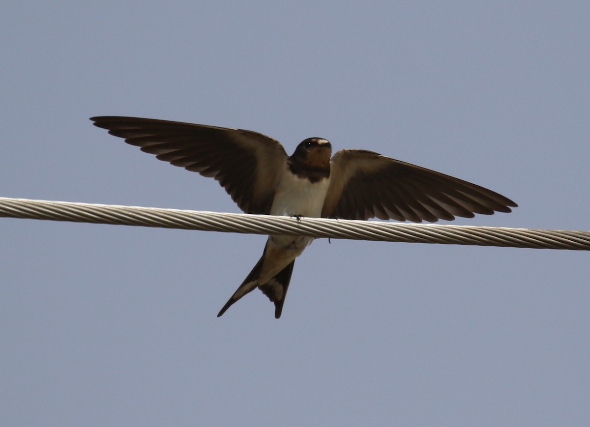 Red-chested Swallow - ML187596071