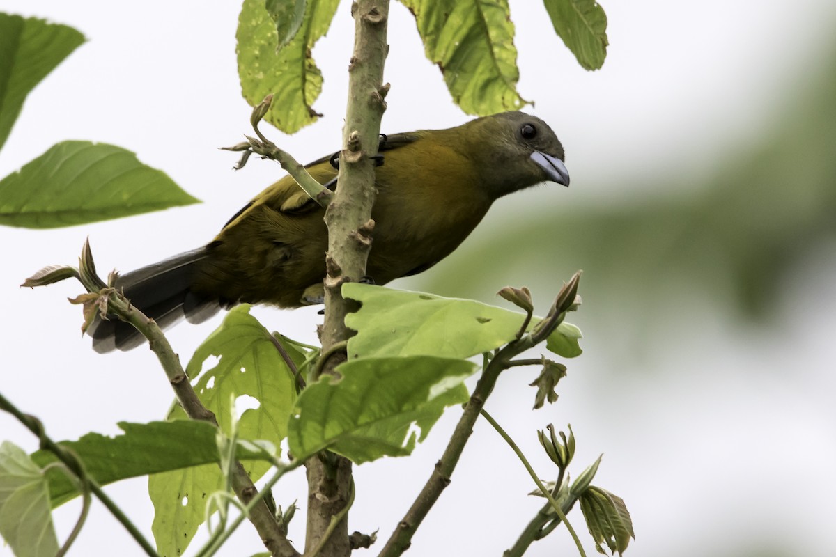 Scarlet-rumped Tanager - ML187599581