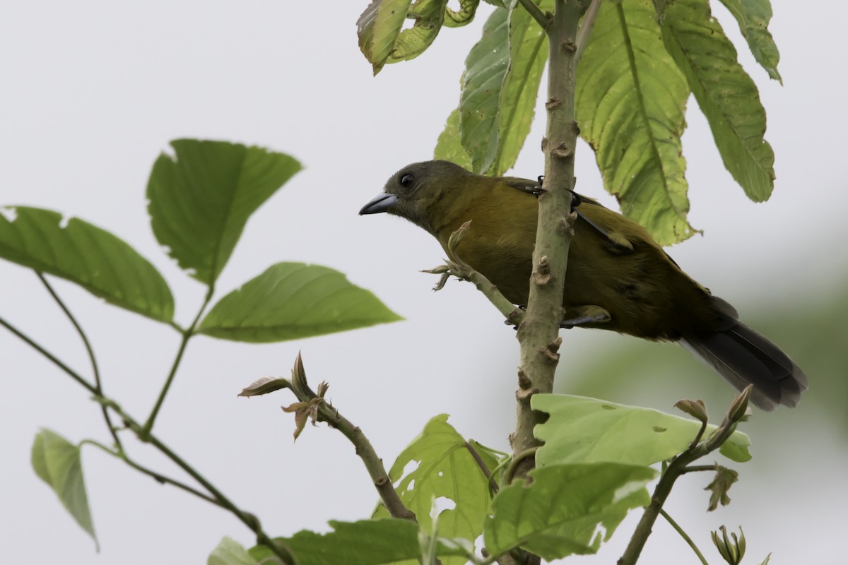 Scarlet-rumped Tanager - ML187599591